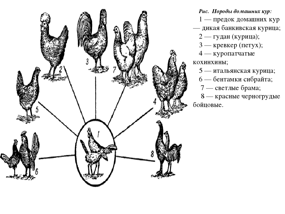 Органическое птицеводство – понятие и отличие