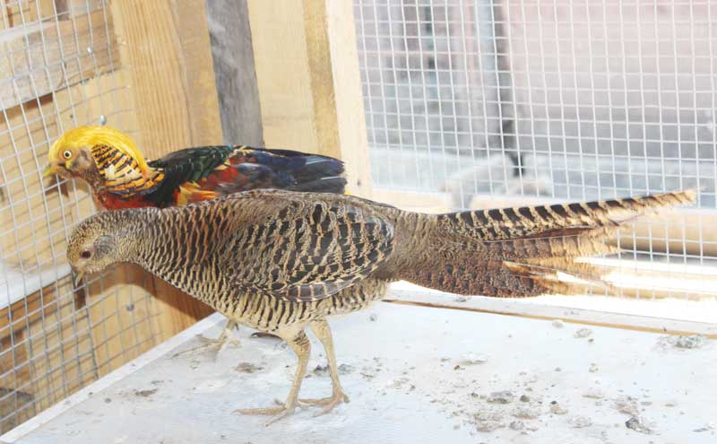 Павлиньи фазаны – фото, особенности этих птиц, правила разведения
