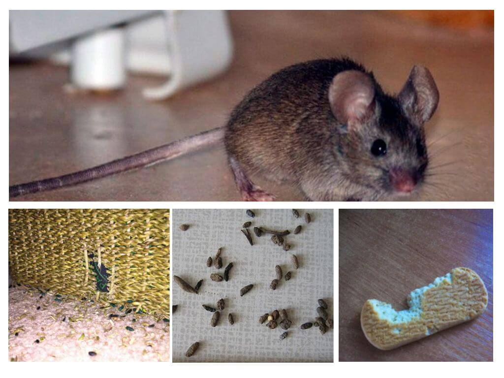 Как избавиться от крыс в курятнике, доме или квартире