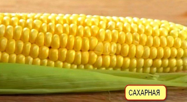 Как давать кукурузу курам-несушкам и какой сорт полезнее?