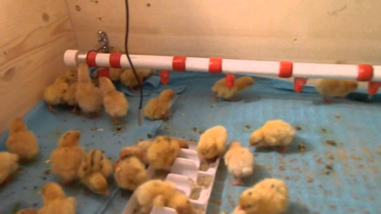 Поселить цыплят в ванну не лучшая идея