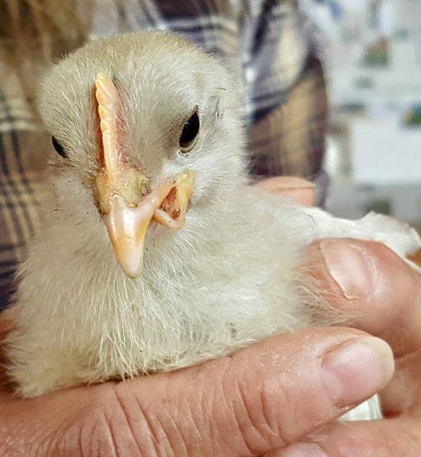 Кривая шея у цыпленка — что делать?