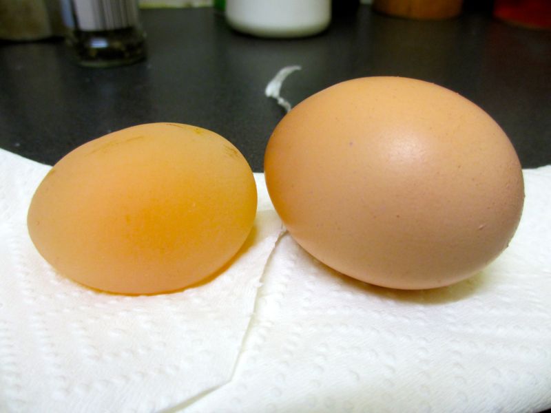 Что делать, если курица несет яйца без скорлупы