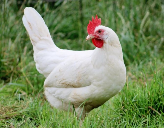 Ленинградская белая - мясо-яичная порода кур. Описание, особенности разведения и выращивания, кормление, инкубация