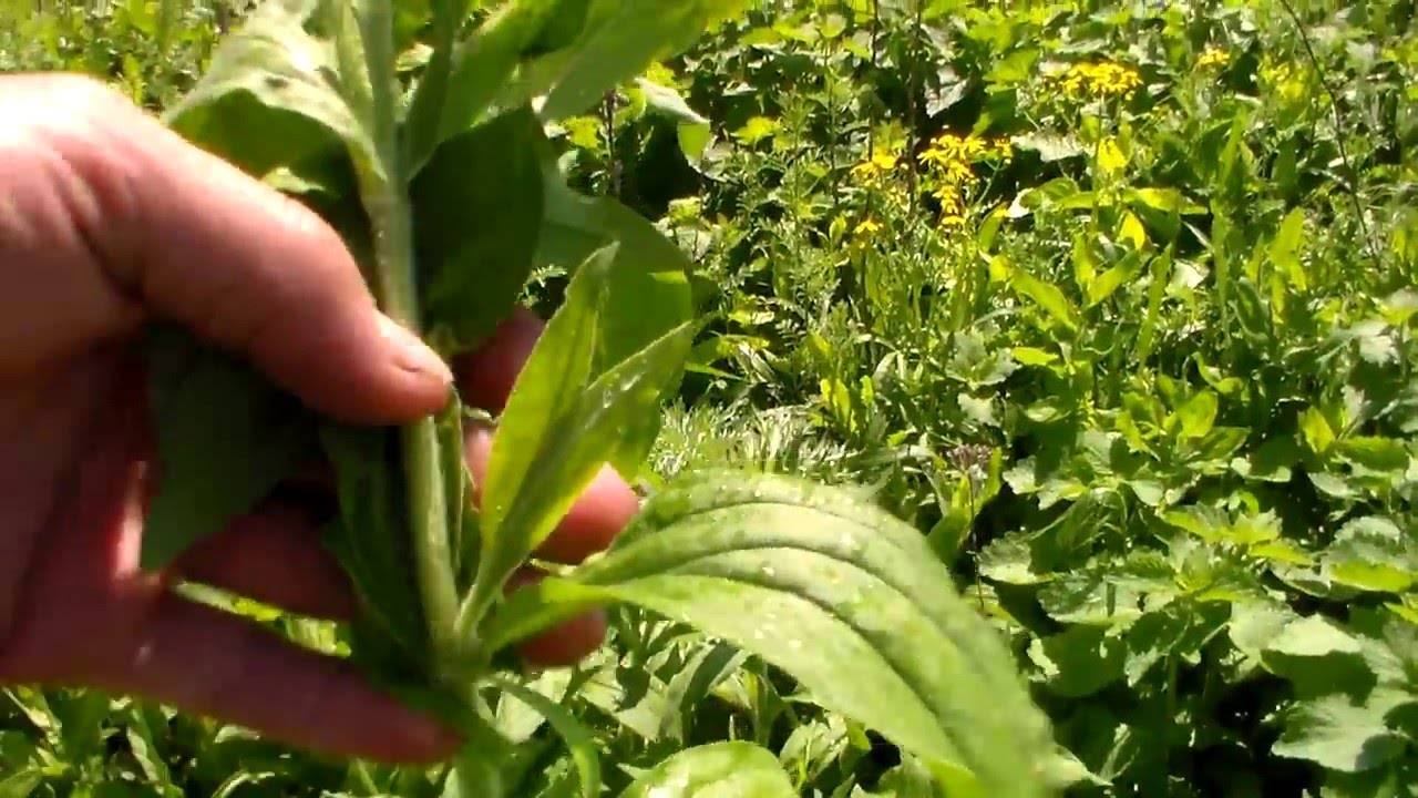 Кормление кур травой – вредные и полезные растения