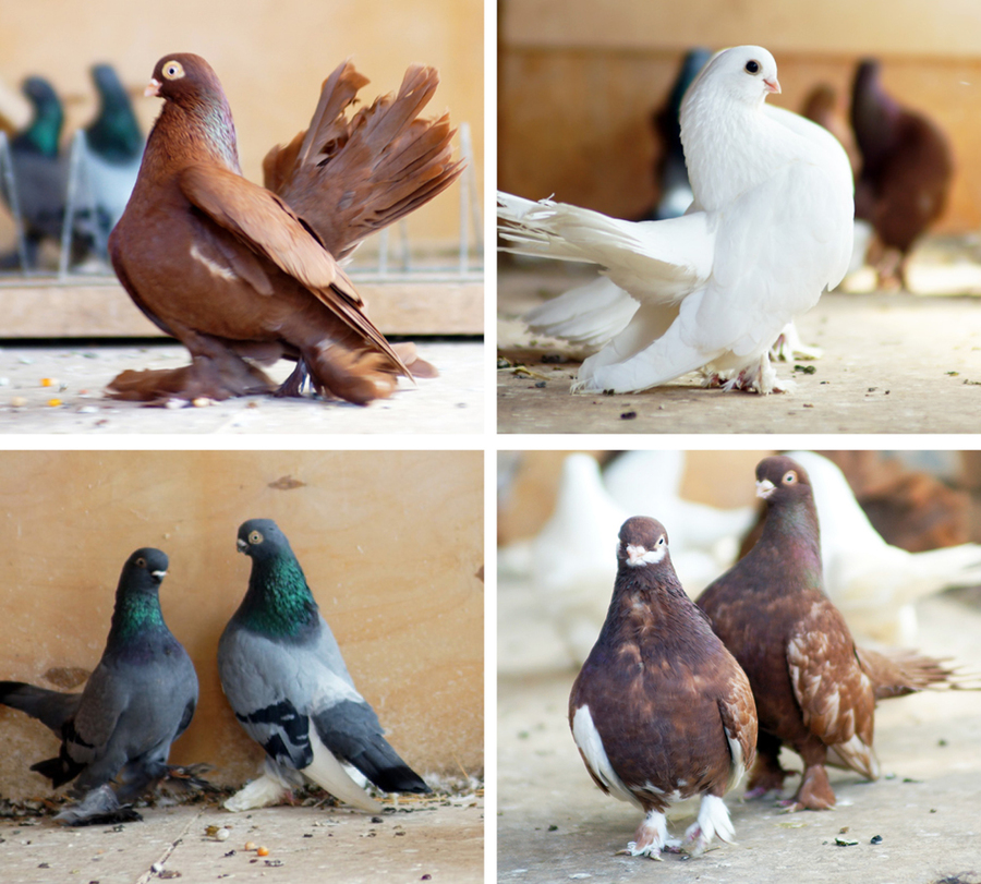 Породы домашних голубей
