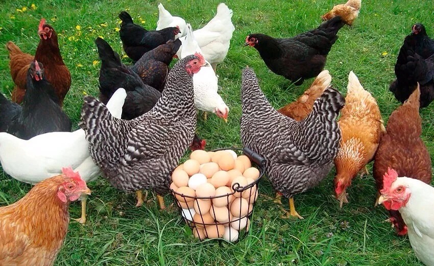Ломан Уайт - яичный кросс кур. Описание, характеристики, особенности выращивания и кормления
