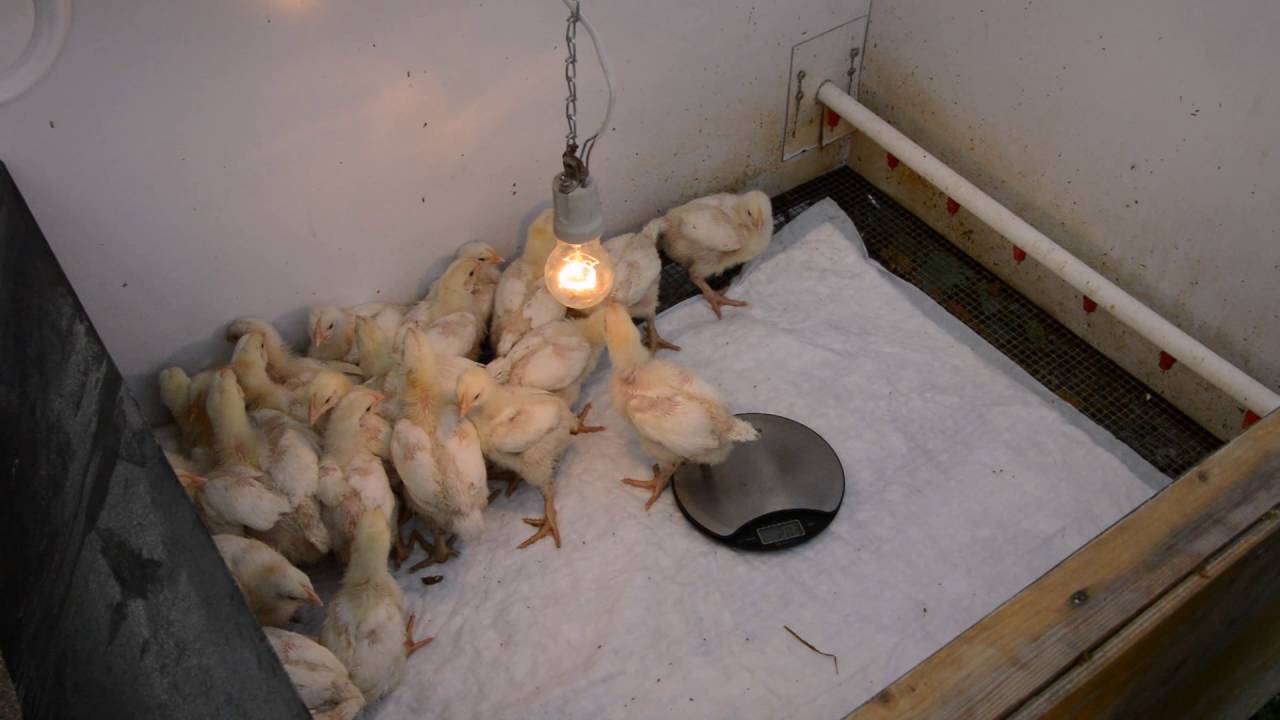 Поселить цыплят в ванну не лучшая идея