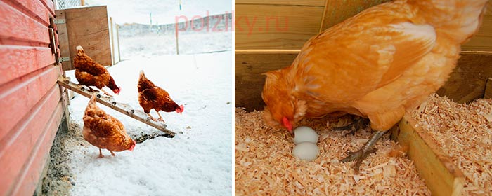 Несутся ли куры зимой и что нужно делать, чтобы яйца были каждый день? Условия содержания и правила кормления