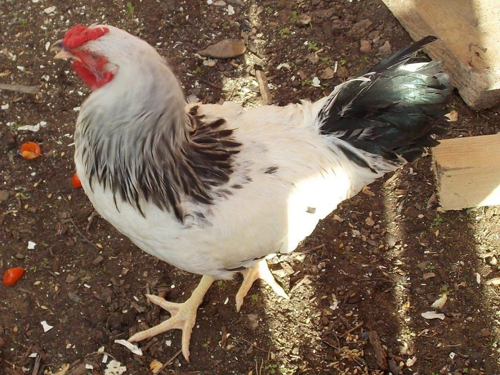 Гедемора - мясо-яичная порода кур. Описание, характеристика, содержание, разведение, инкубация
