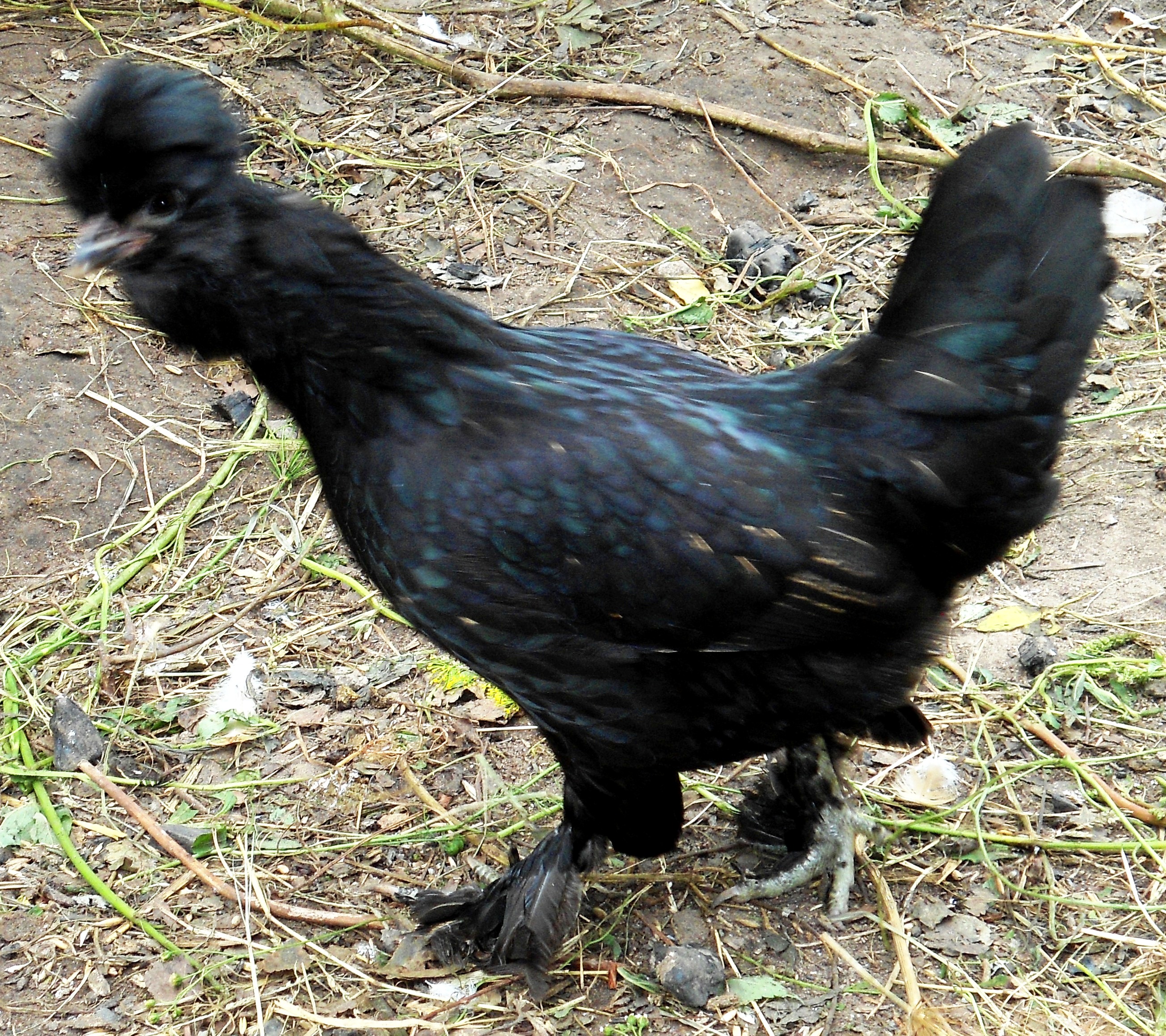 Сибирская порода кур – описание Мохноножки, фото и видео