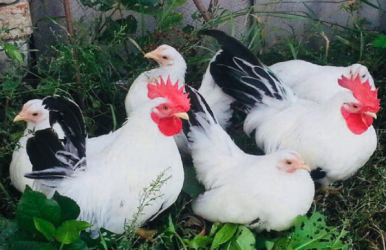 Шабо порода кур – описание, фото, видео Японской Бентамки