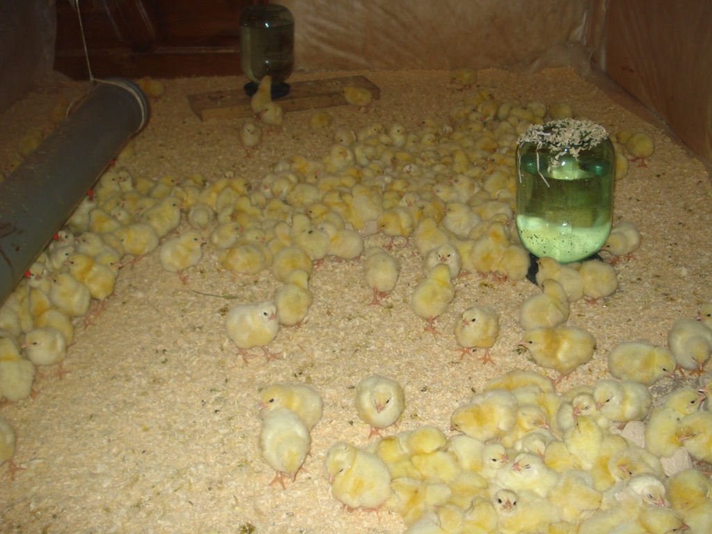 Чем кормить маленьких цыплят – от суточных до 8 недель