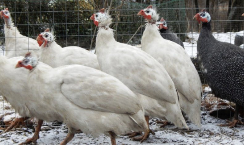 Цесарка белая сибирская – как правильно содержать, чем кормить