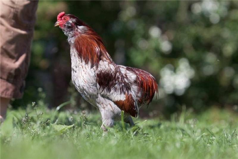 Араукана порода кур – описание, содержание, фото и видео
