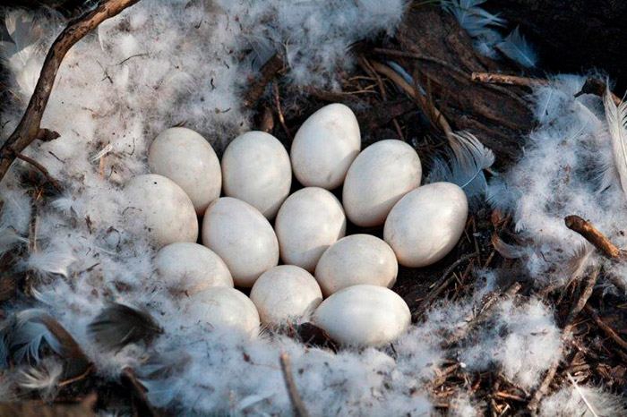 Сколько высиживают яйца голуби?