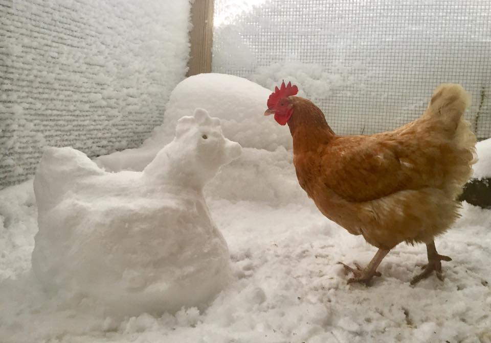 Зимние куры несушки. Курица зимой. Куры на снегу. Куры несушки зимой. Курочка в снегу.
