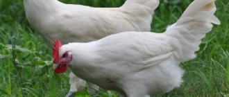 Бресс-галльская порода мясо-яичных кур: особенности характера, рекомендации по содержанию, кормлению, разведению