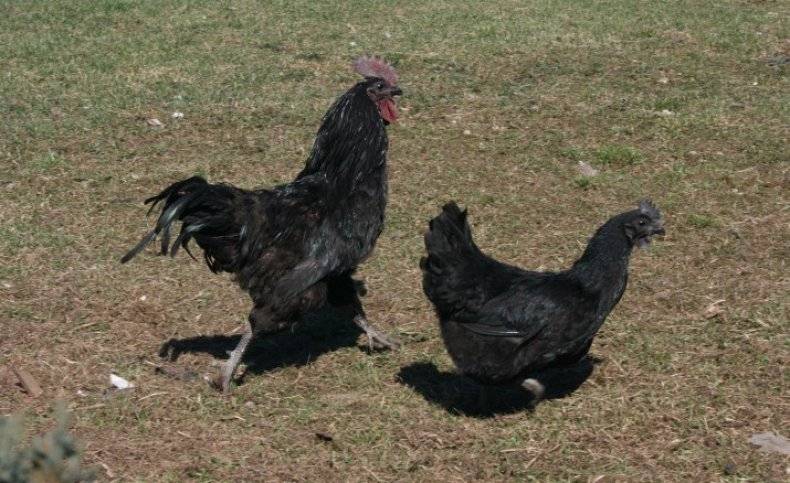 Лакеданзи порода кур – описание, фото и видео