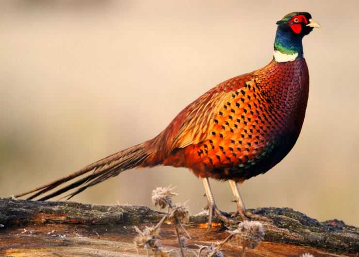 Какие бывают породы фазанов: разновидности и описание