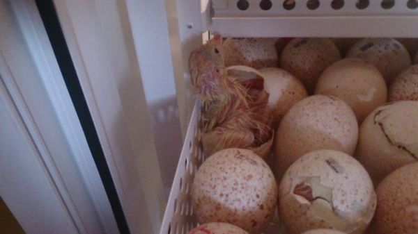 Особенности выведения цыплят в инкубаторе