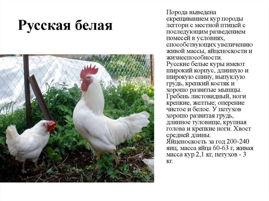 Русская белая порода кур: от создания до нюансов кормления и содержания