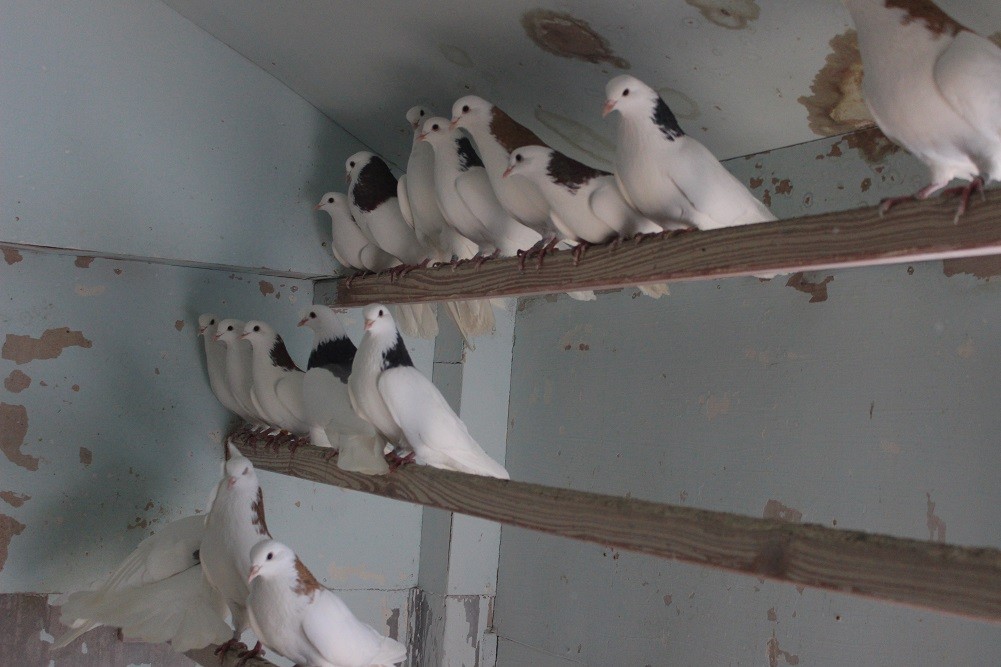 Порода голубей гривуны – характеристики и особенности содержания