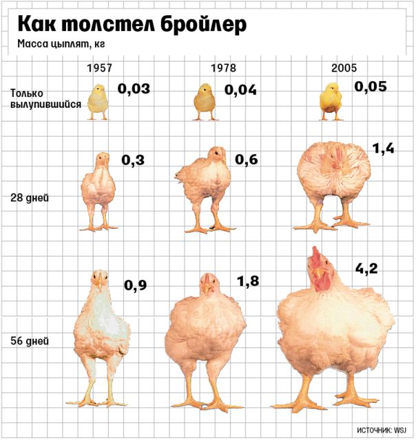 Как отличить цыплят бройлеров от молодняка обычных кур? Различия по окрасу, весу, половым признакам