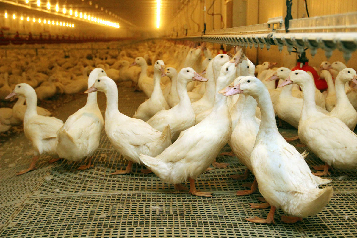 Разведение гусей, как бизнес – организация и предполагаемая прибыль от продажи мяса