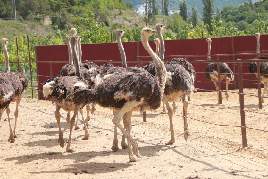 Обыкновенный страус – описание, нюансы содержания на страусиной ферме