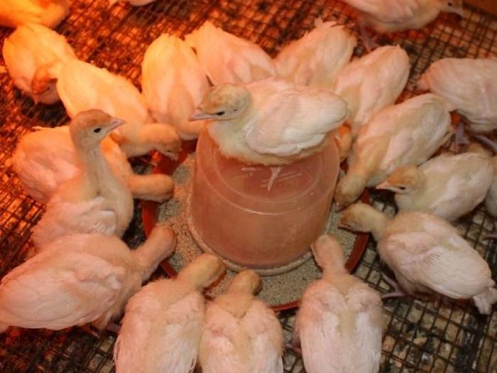 Основы выращивания и разведения бройлерных цыплят