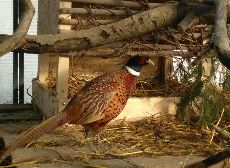 Серебряный фазан – описание взрослых птиц и птенцов, особенности разведения в неволе