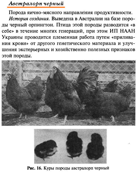 Бакей порода кур – описание с фото и видео