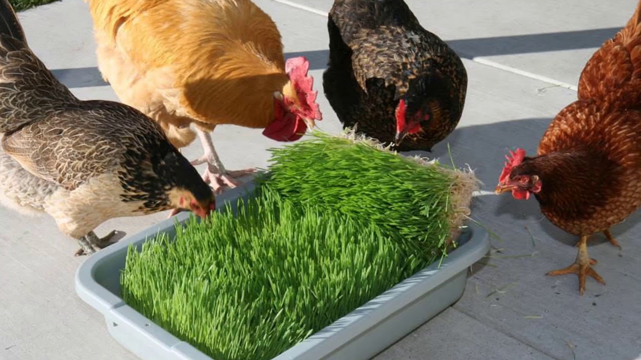 Когда цыплятам можно давать траву и какая зелень подходит для кормления