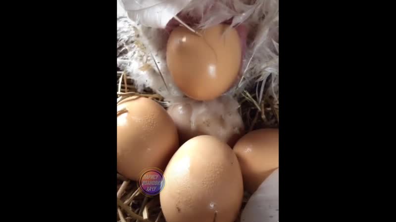 Почему куры поют песню, когда снесут яйцо?