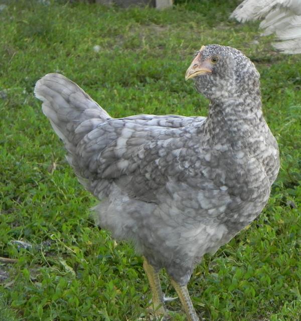 Грюнлегер порода кур – описание, фото и видео