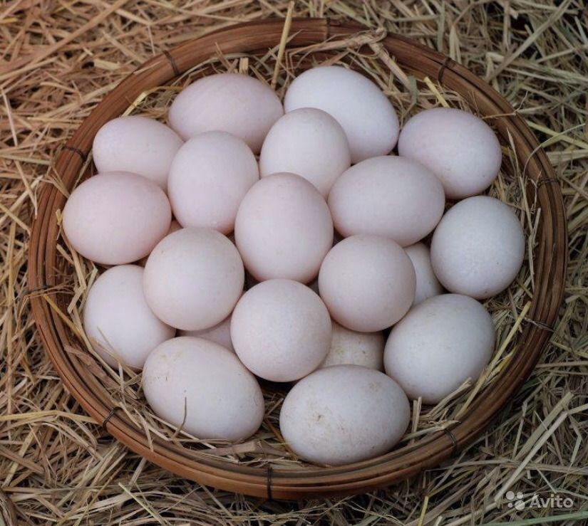 Сколько яиц можно подложить под индоутку?