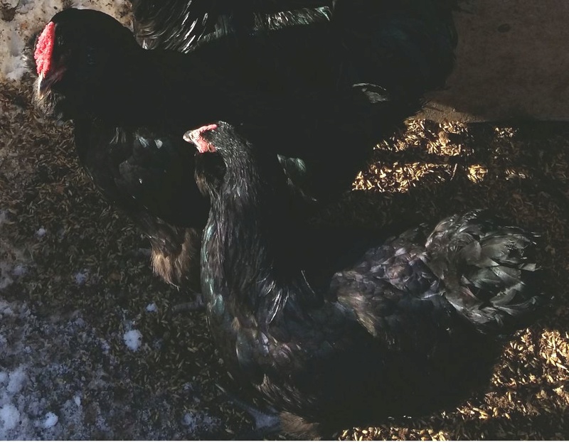 Галан порода кур – описание, фото и видео