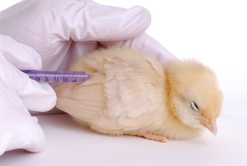 Как ухаживать за домашней птицей – кормление и вакцинация