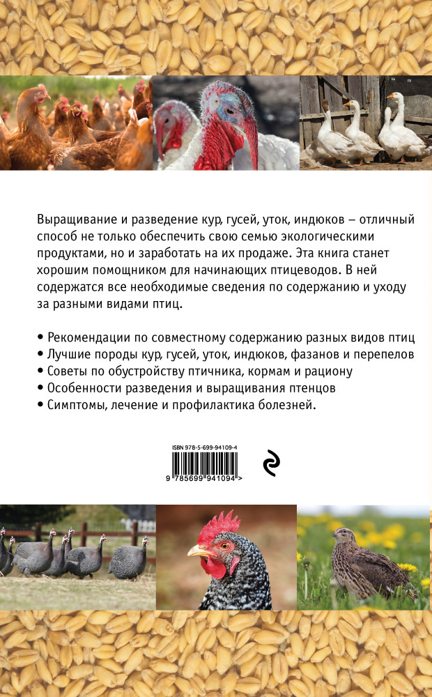 Красная кубанская - яичный кросс кур. Описание, характеристики, особенности выращивания, инкубация
