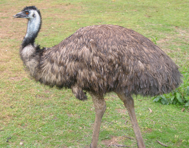Описание и характеристика страуса Эму