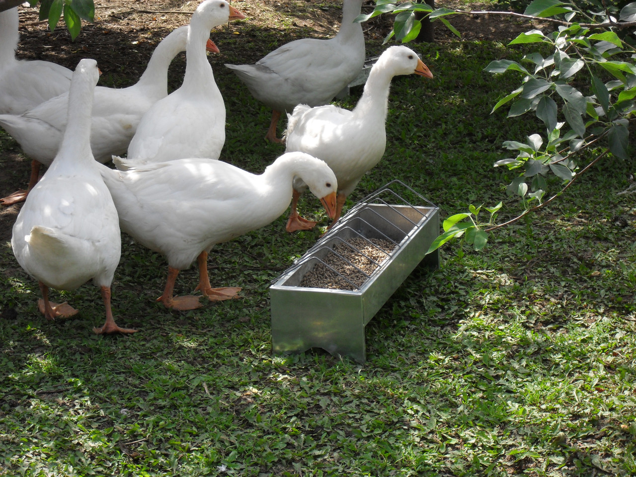 Содержание и выращивание гусей в домашних условиях