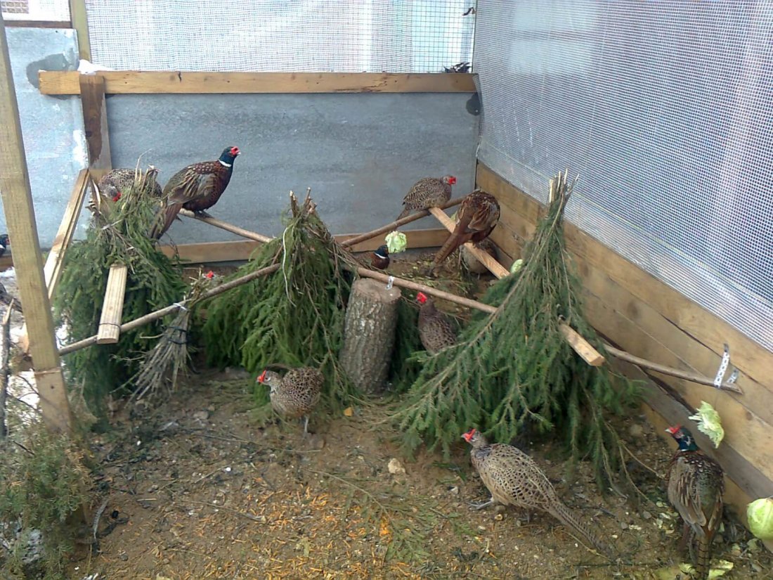 Разведение и содержание фазанов в домашних условиях для начинающих
