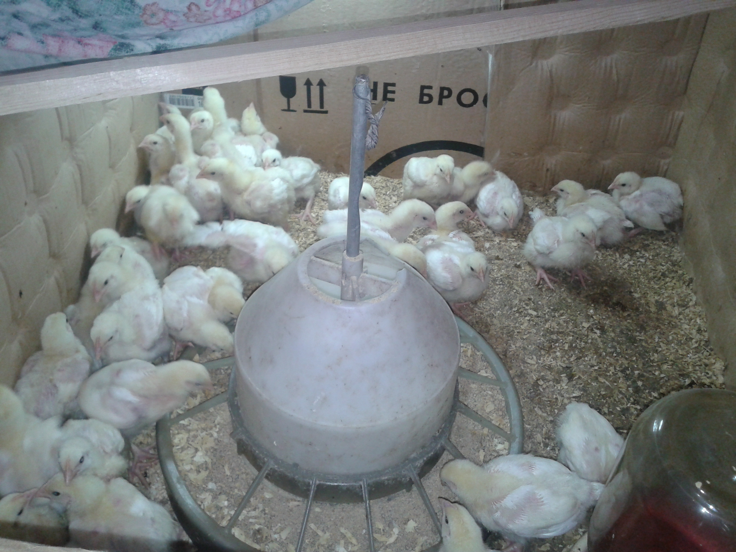 Как вырастить бройлерных цыплят без потерь?