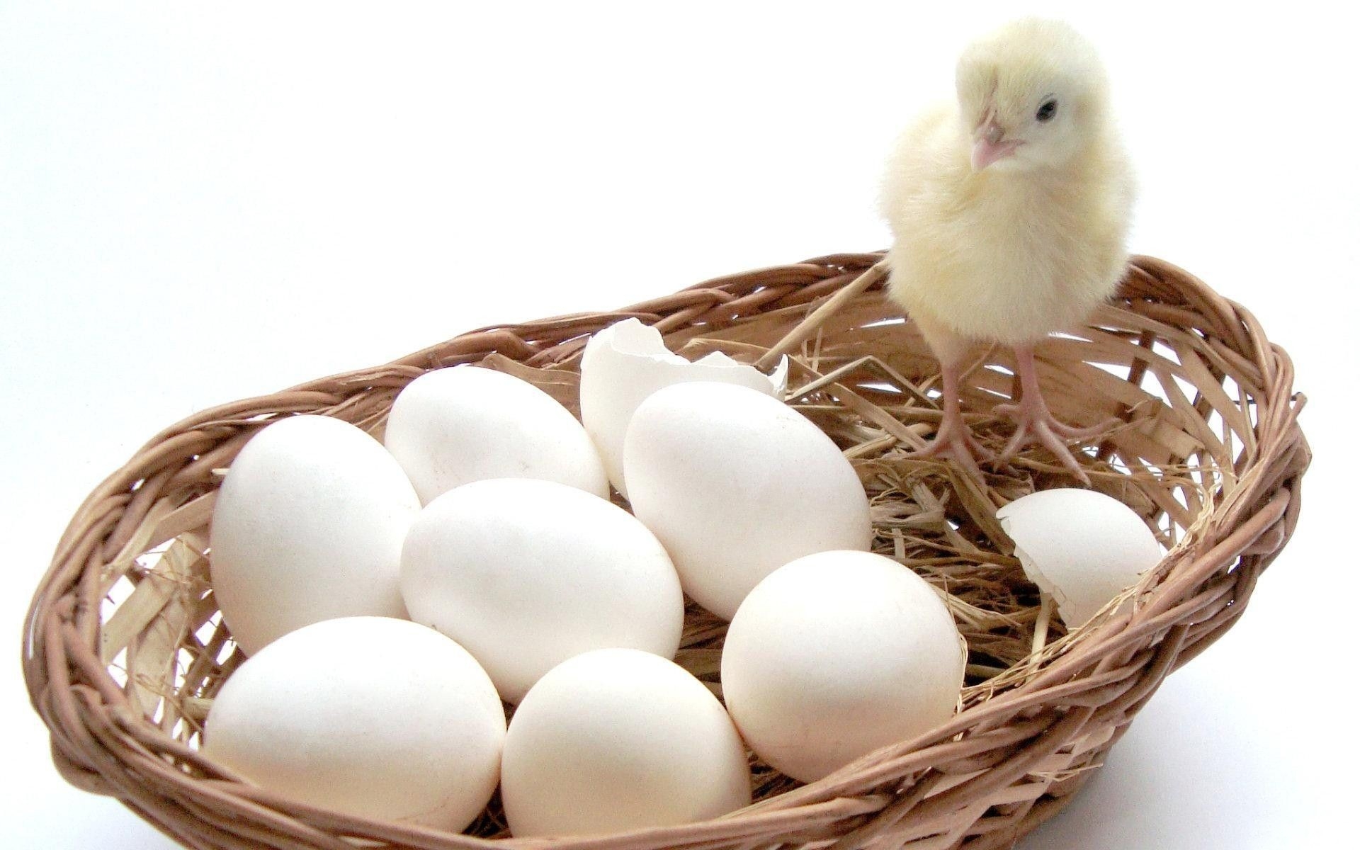 Ломан Уайт - яичный кросс кур. Описание, характеристики, особенности выращивания и кормления