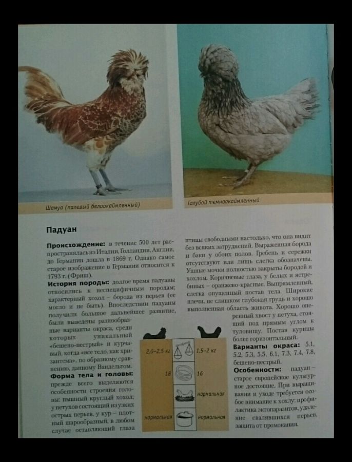 Падуан порода кур – описание, фото и видео