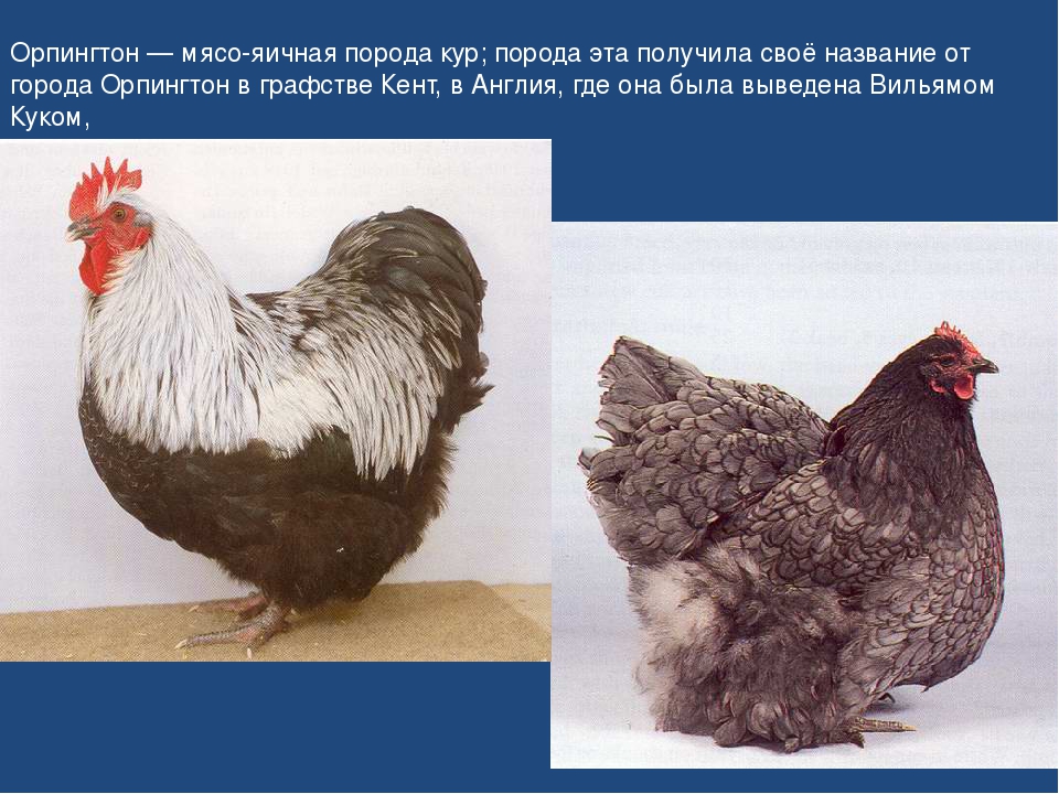 У какой породы кур самое вкусное мясо курицы? Описание с фото.
