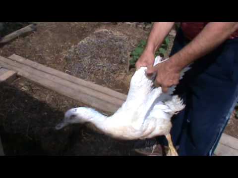 Как подрезать клюв мулардам, почему это нужно делать