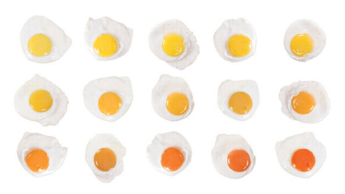 Оранжевые яичные желтки: список продуктов для кур