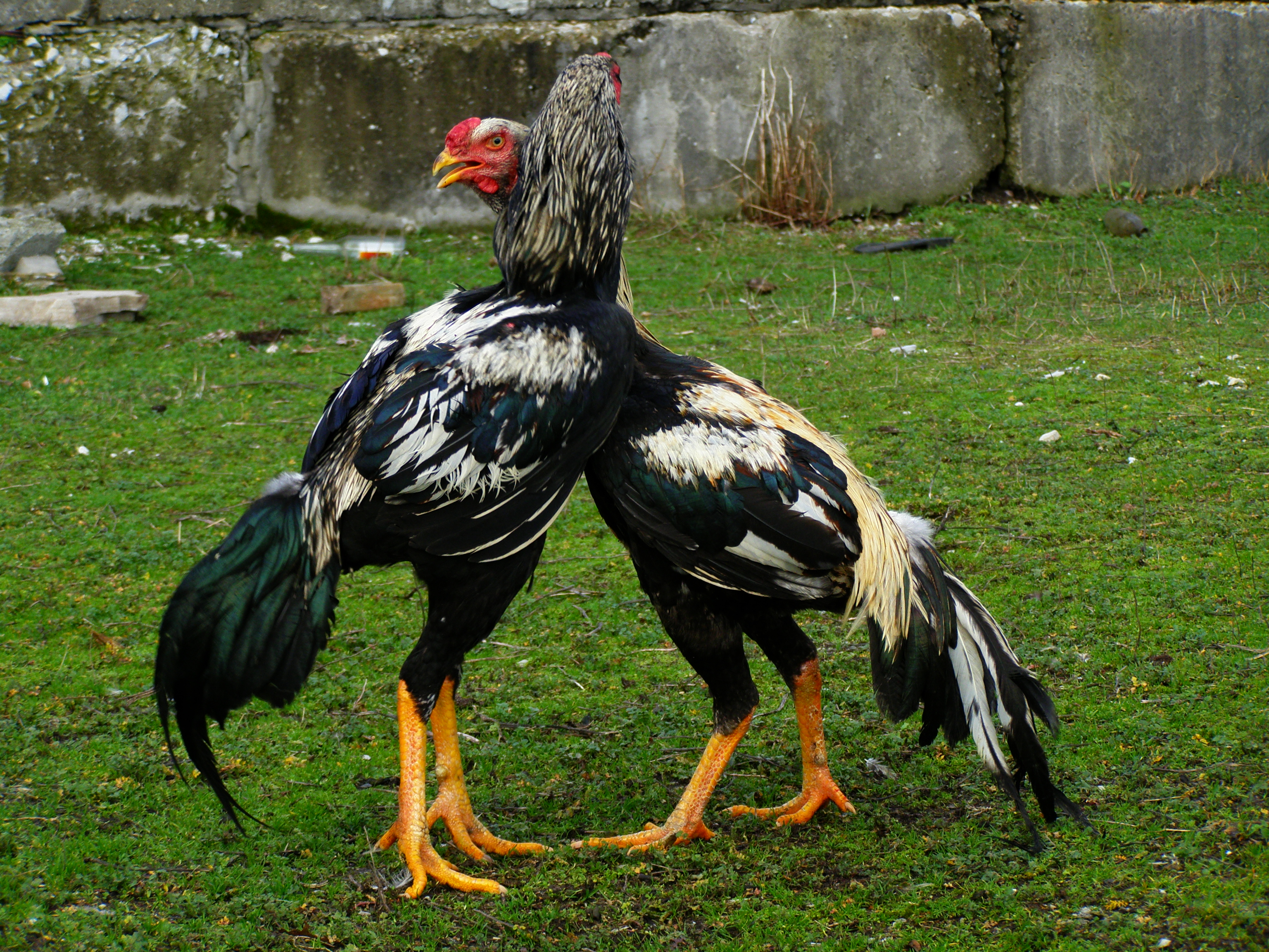 Дакан (Куланги) - бойцовая порода кур. Описание, содержание, уход, выращивание, кормление